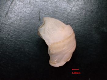 Media type: image;   Malacology 232049 Description: side 2 view of valve;  Aspect: side